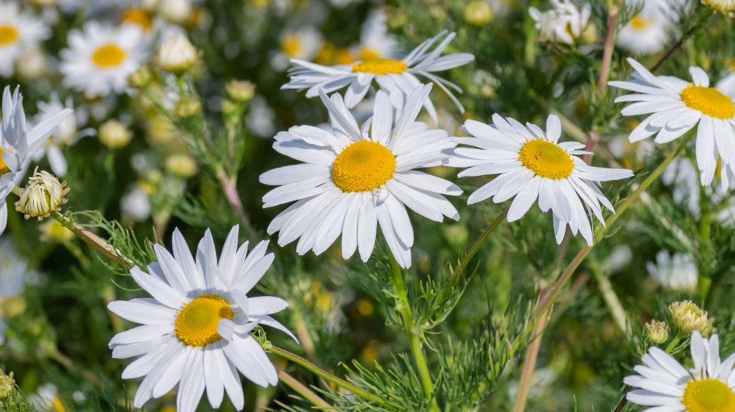 24 Ways to Use Organic Roman Chamomile Hydrosol - Elliotti
