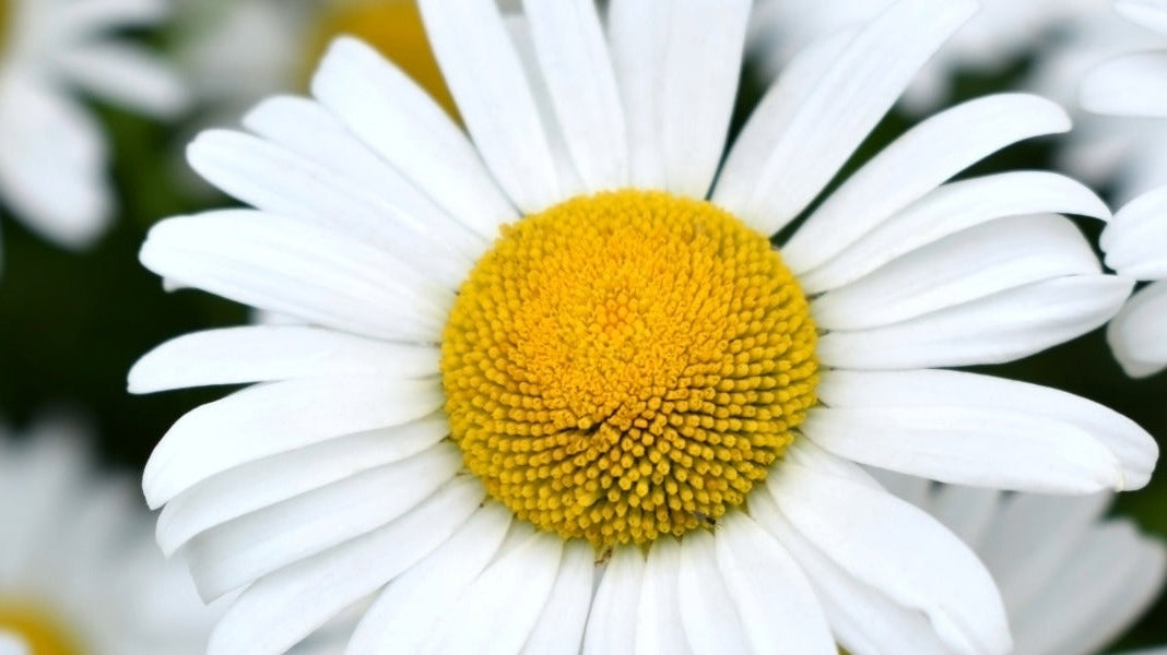 24 Ways to Use Organic Roman Chamomile Hydrosol