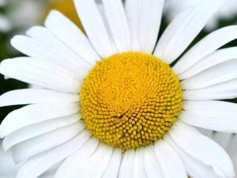 24 Ways to Use Organic Roman Chamomile Hydrosol