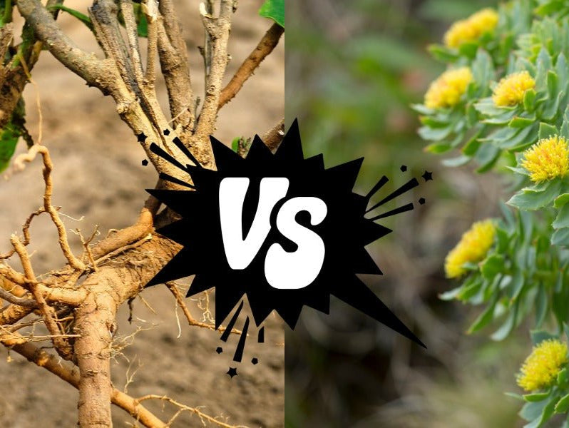 Ashwagandha or Rhodiola: Which Adaptogen Should You Choose? - Elliotti