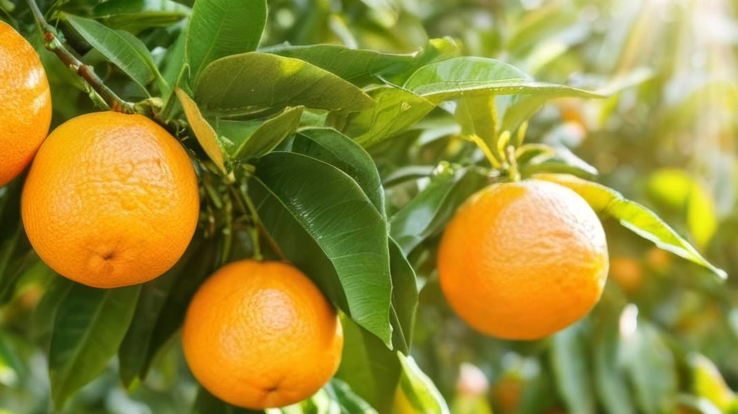 Benefits, Uses & How to Enjoy Organic Sweet Orange Essential Oil - Elliotti
