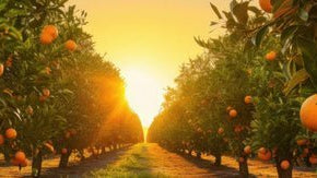 Energize Your New Year: 6 Essential Oils for a Fresh Start - Elliotti