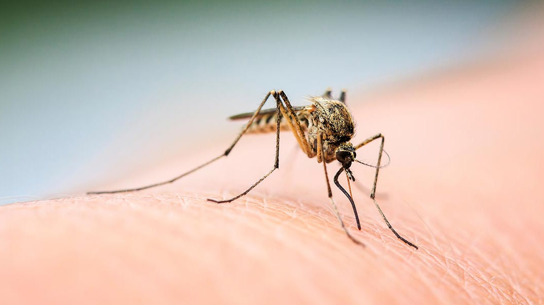 Essential oils for mosquito bites - Elliotti