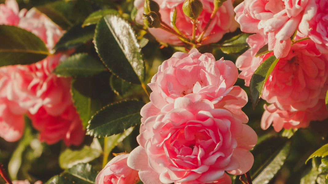 24 Ways of using Rose Damask Organic Hydrosol
