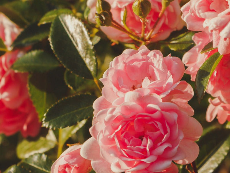 24 Ways of using Rose Damask Organic Hydrosol
