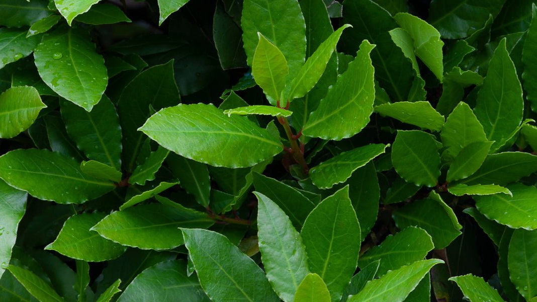 The benefits of using Bay Laurel Organic Hydrosol - Elliotti