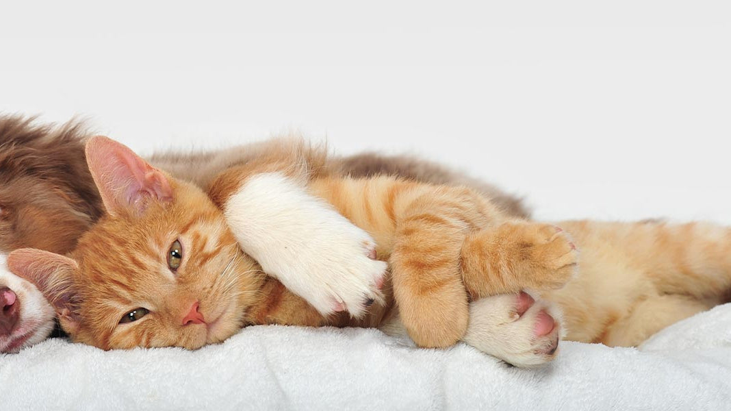 Which Essential Oils are Pet Safe? - Elliotti