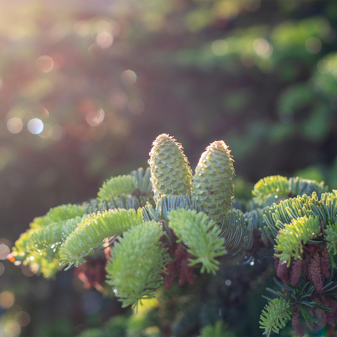 Close-up of a conifer branch of Abies-grandis with two light green cones and bright green needles against a softly blurred outdoor background with warm sunlight and bokeh.