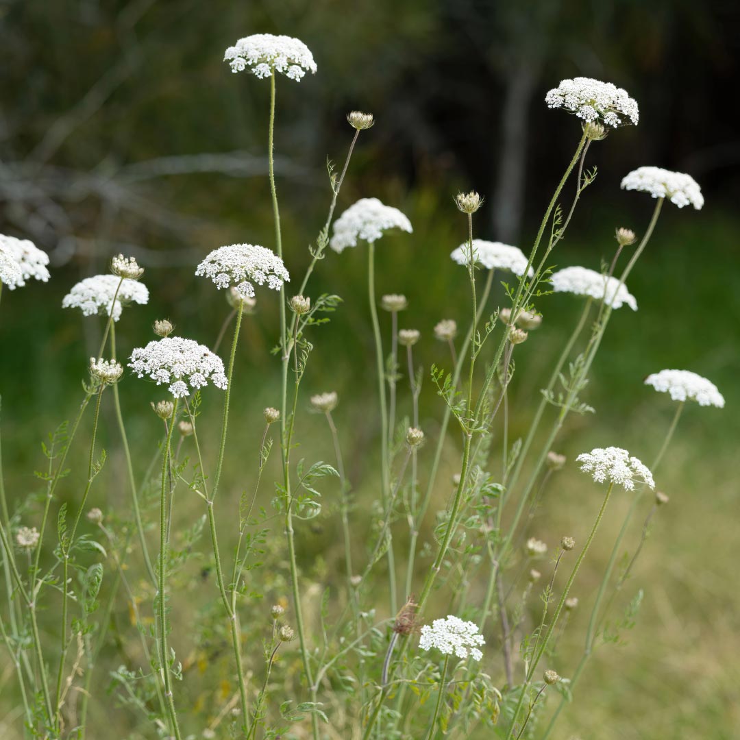 White wild carrot flowers with green stems and leaves growing in a grassy field.