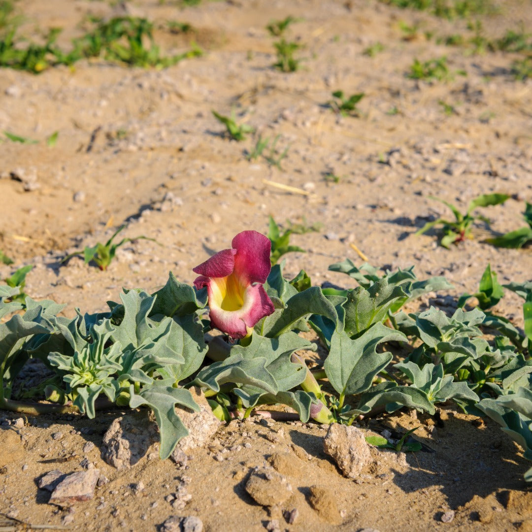 Harpagophytum - Pink flower with green leaves on a sandy background