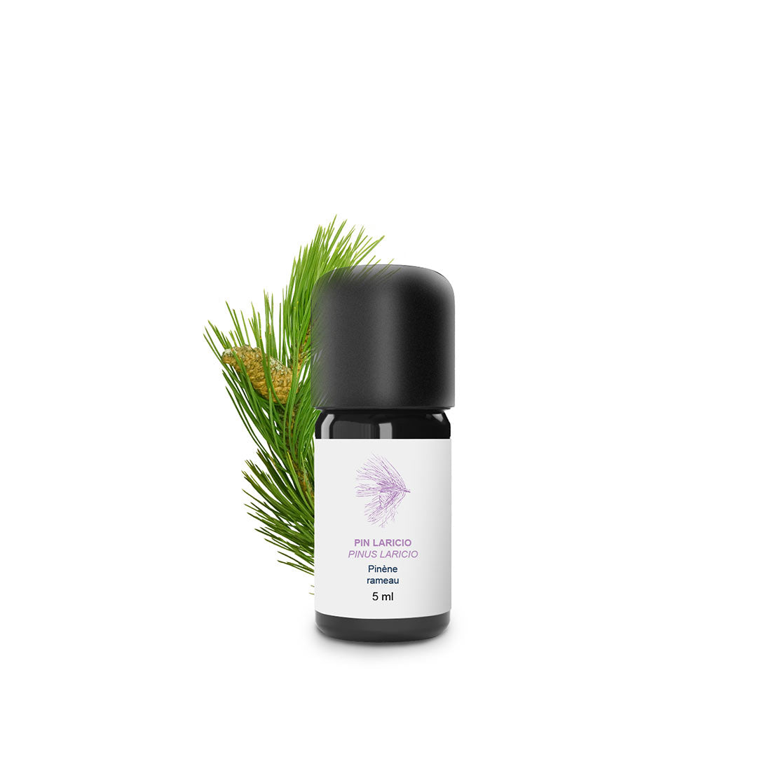 Small black bottle with a white label next to a sprig of green leaves on a white background - Larichio Pine