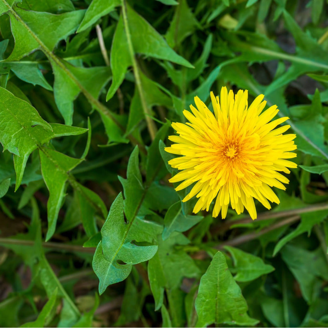 A bright yellow dandelion (Taraxacum officinale) flower in full bloom surrounded by green lobed leaves and stems in a natural outdoor setting.