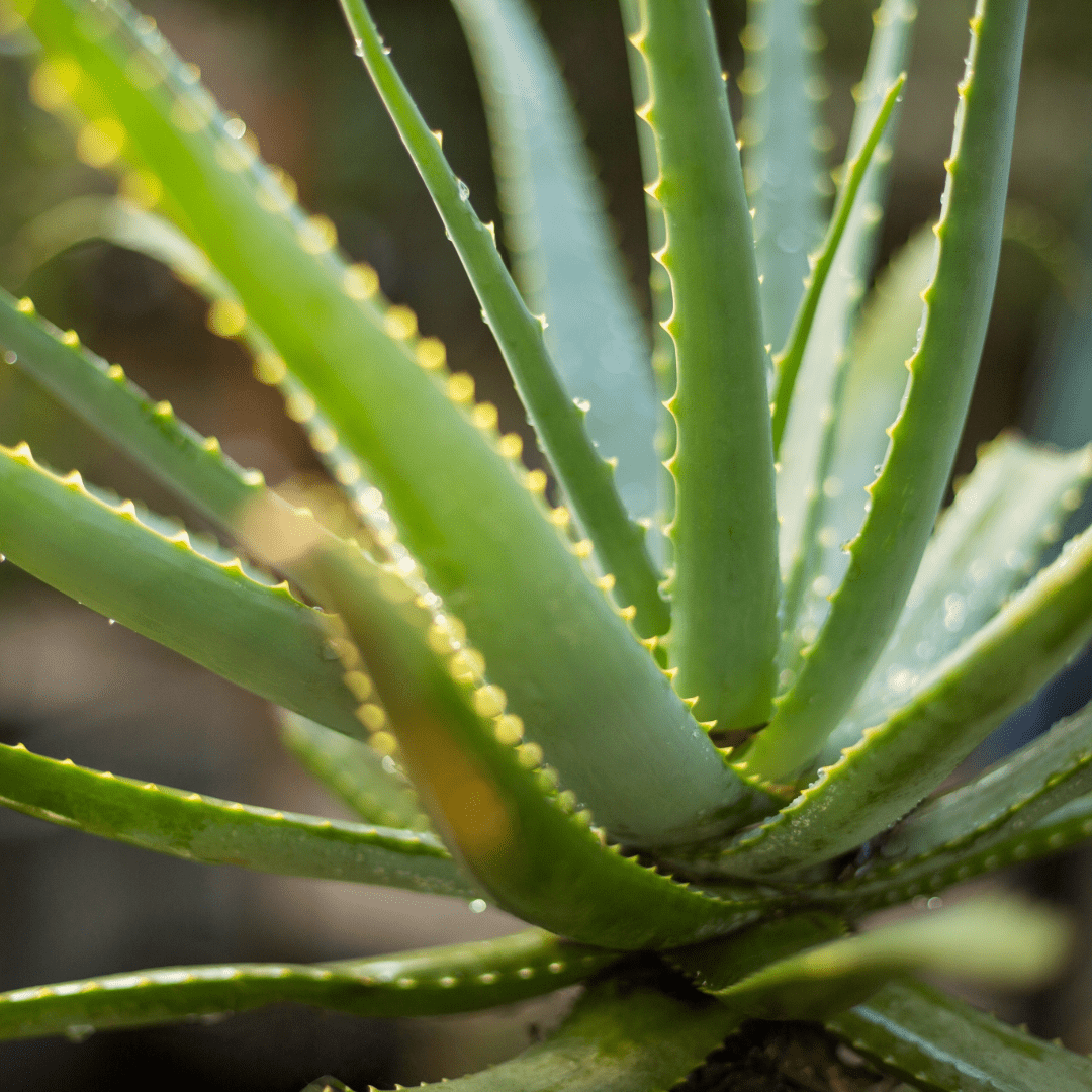 Propos'Nature Aloe Vera Gel Organic - Elliotti
