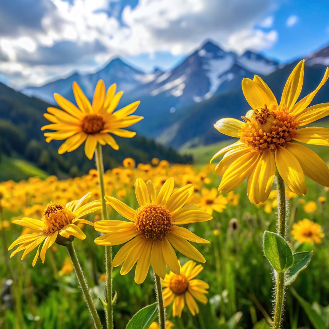 Propos'Nature Arnica Organic Oil Macerate - Elliotti