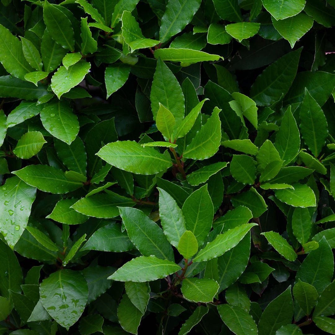 Bay Laurel leaves on tree - Elliotti