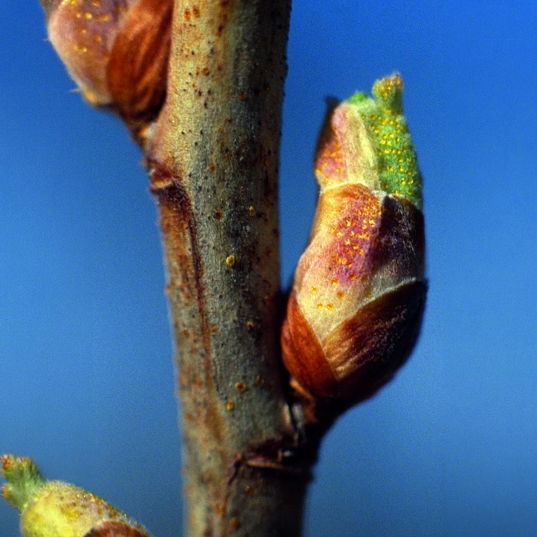 Herbiolys Blackcurrant Organic Bud Gemmotherapy - Elliotti