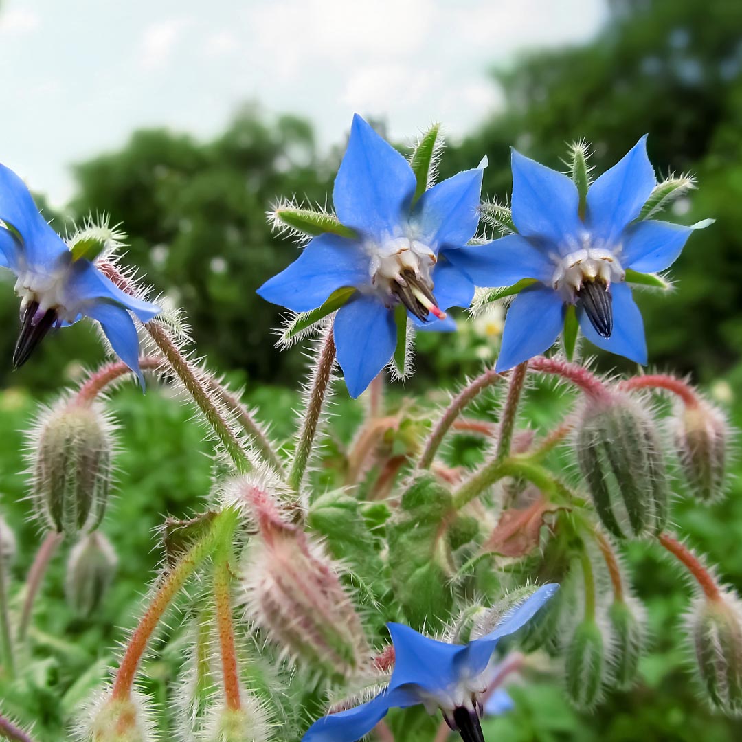 Blue borage flowers