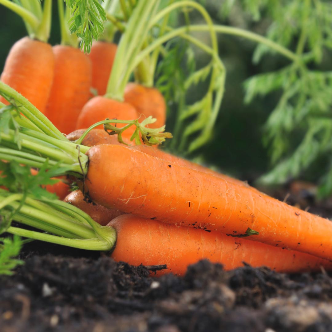 Daucus carota sativa roots - Elliotti
