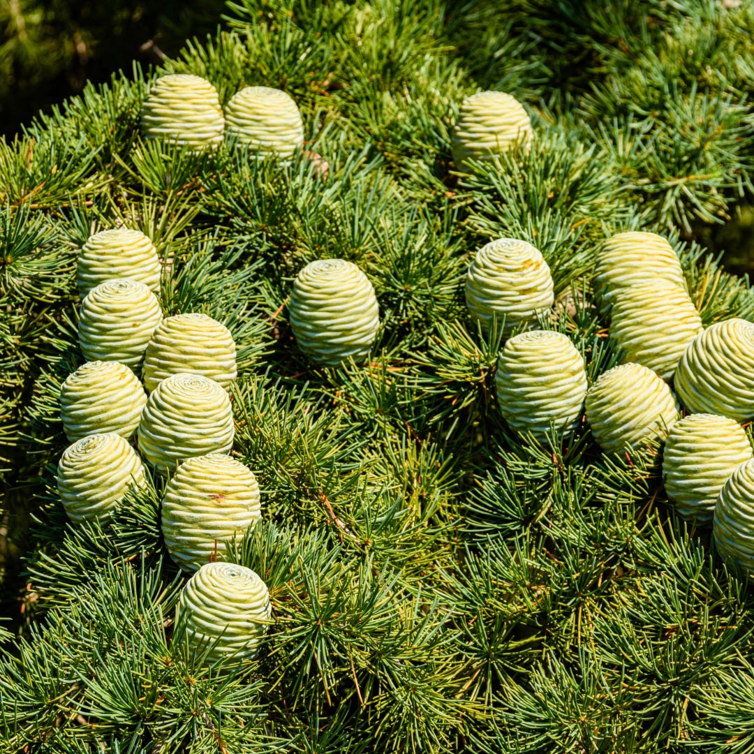 Atlas Cedarwood Organic Essential Oil, 10ml - Elliotti