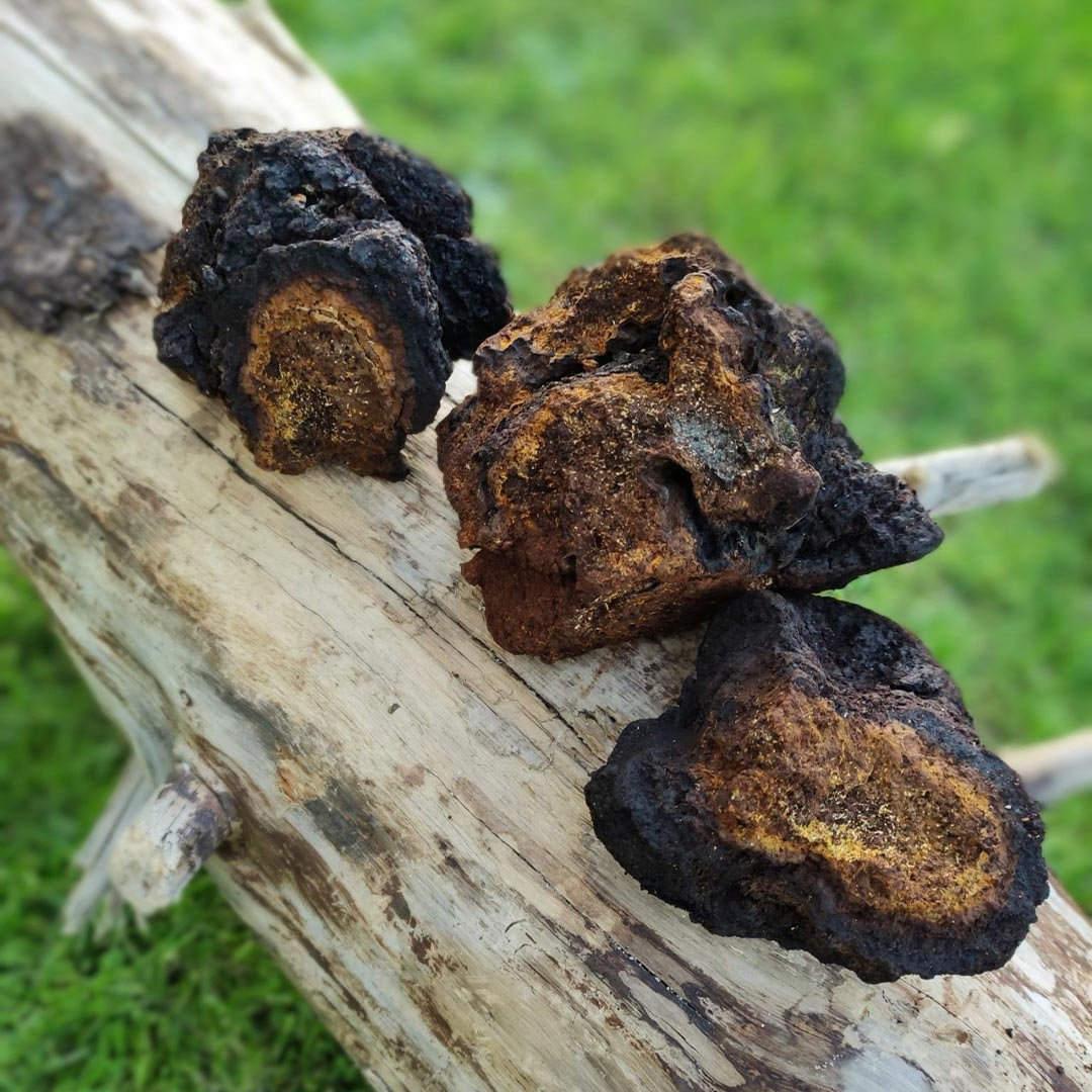 Chaga mushroom on a wooden surface with a green grass background