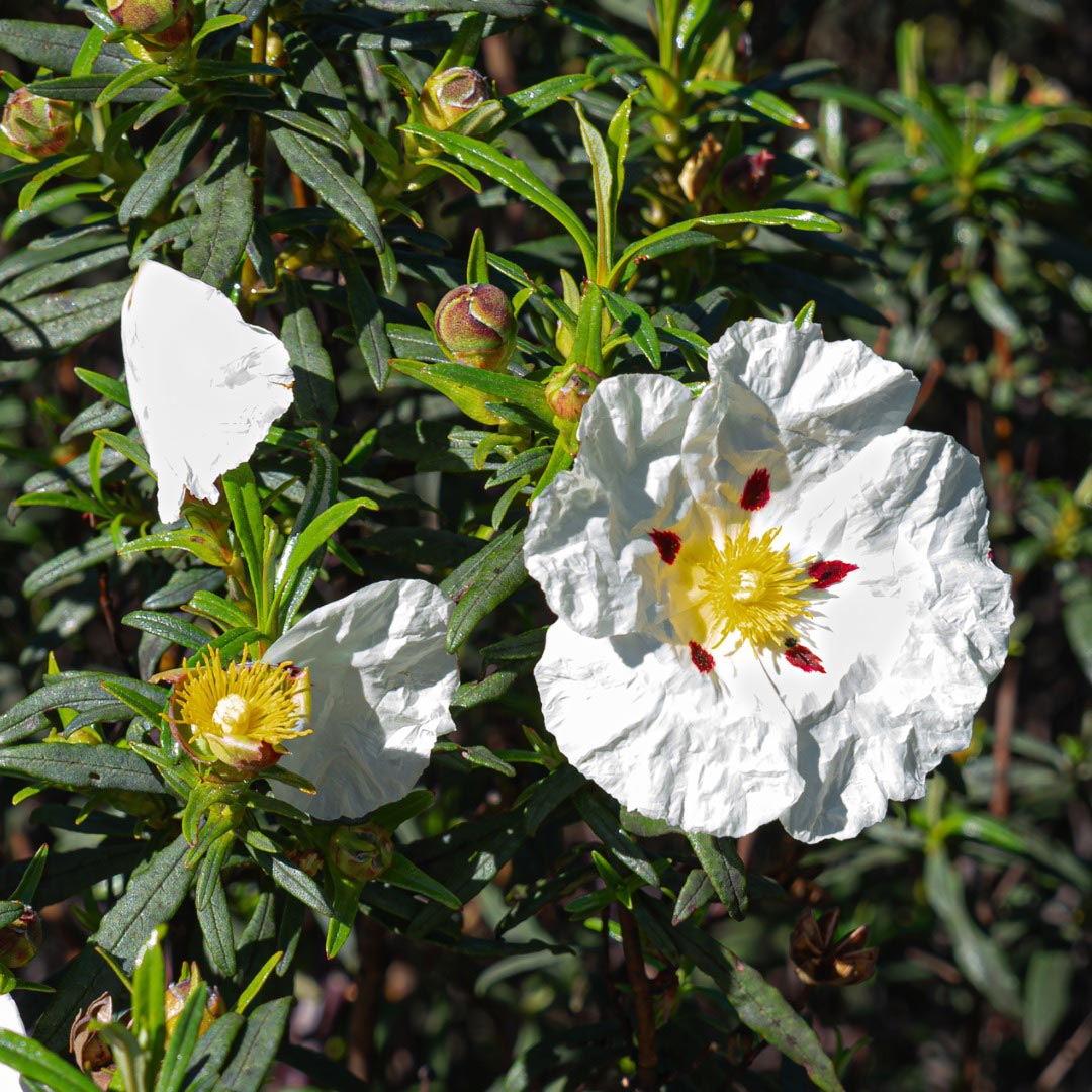 Essenciagua Cistus Organic Hydrosol, 250ml - Elliotti