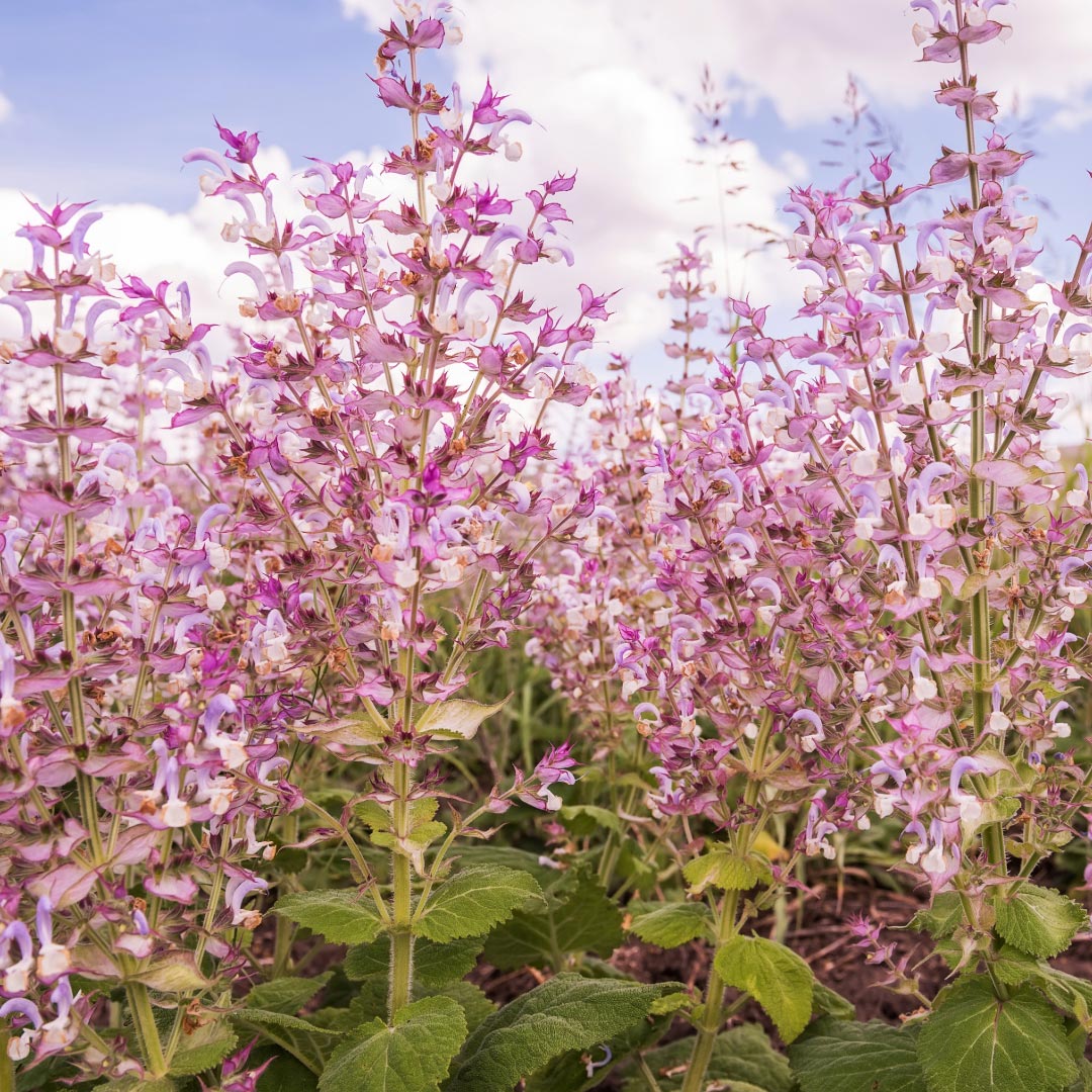 Clary Sage plant