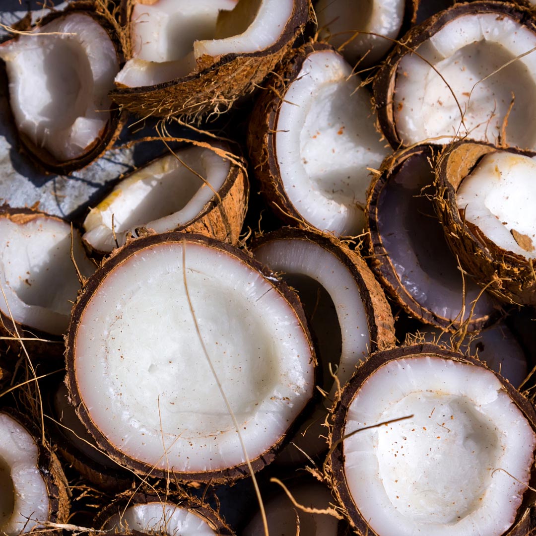 Cocos nucifera