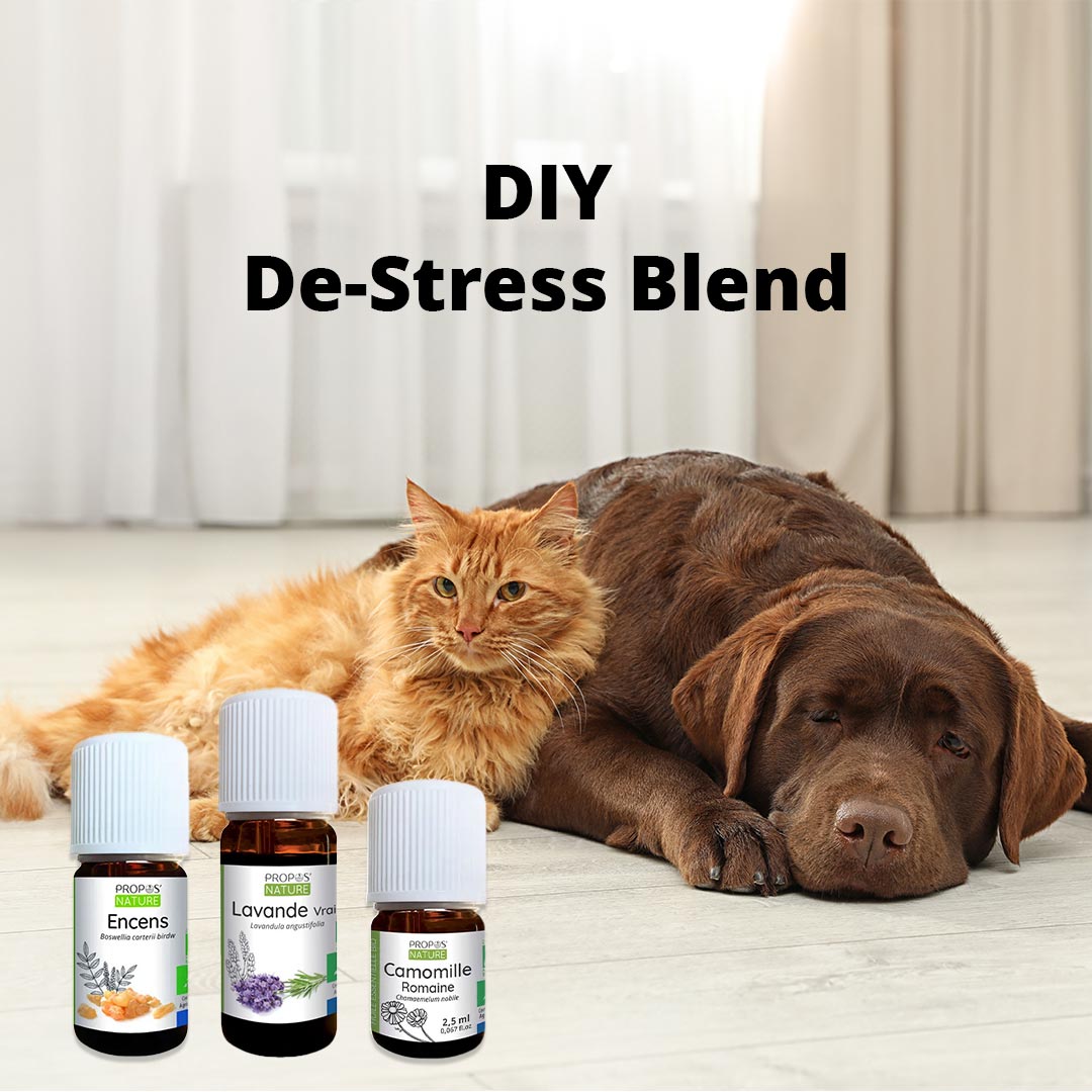 Elliotti DIY Diffuser Blend - De-Stress - Elliotti