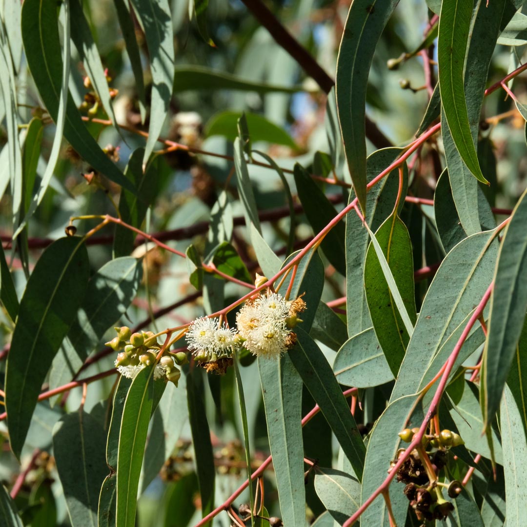 Eucalyptus Globulus tree - Elliotti