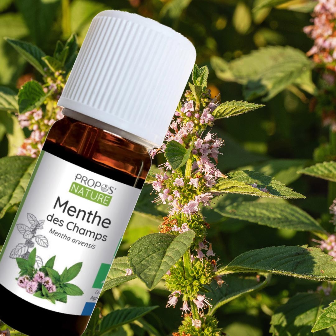 Propos'Nature Field Mint Organic Essential Oil, 10ml - Elliotti