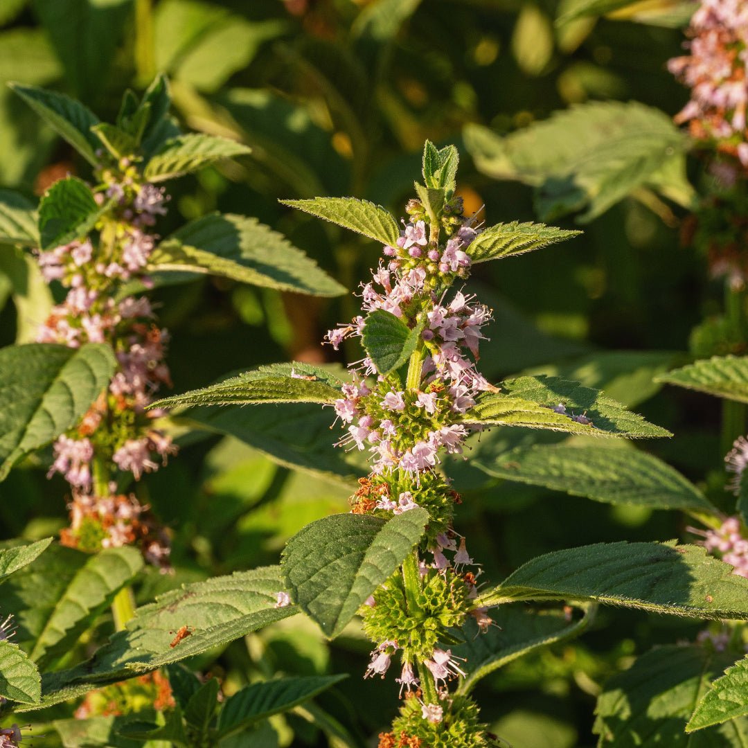 Propos'Nature Field Mint Organic Essential Oil, 10ml - Elliotti