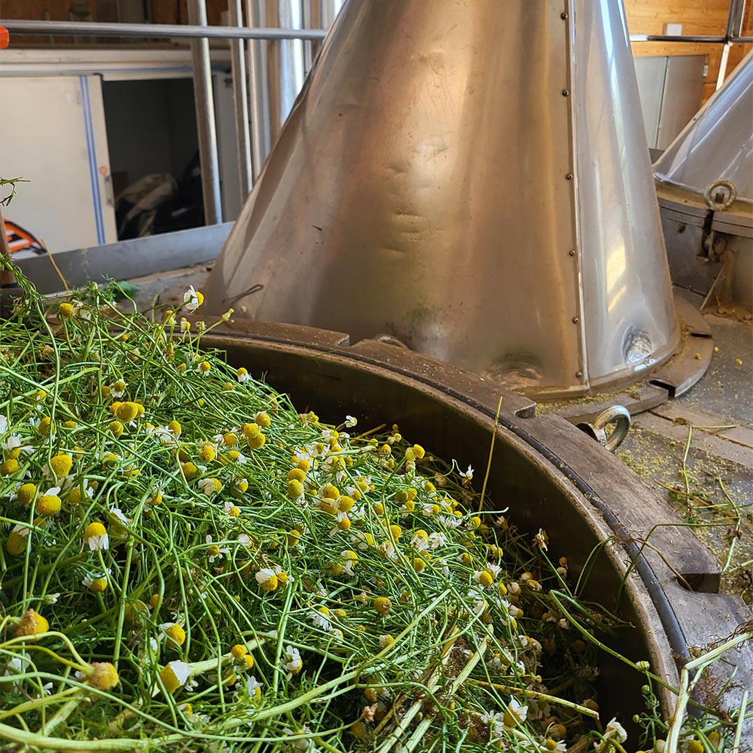 Essenciagua German Chamomile Organic Essential Oil, 2ml - Elliotti