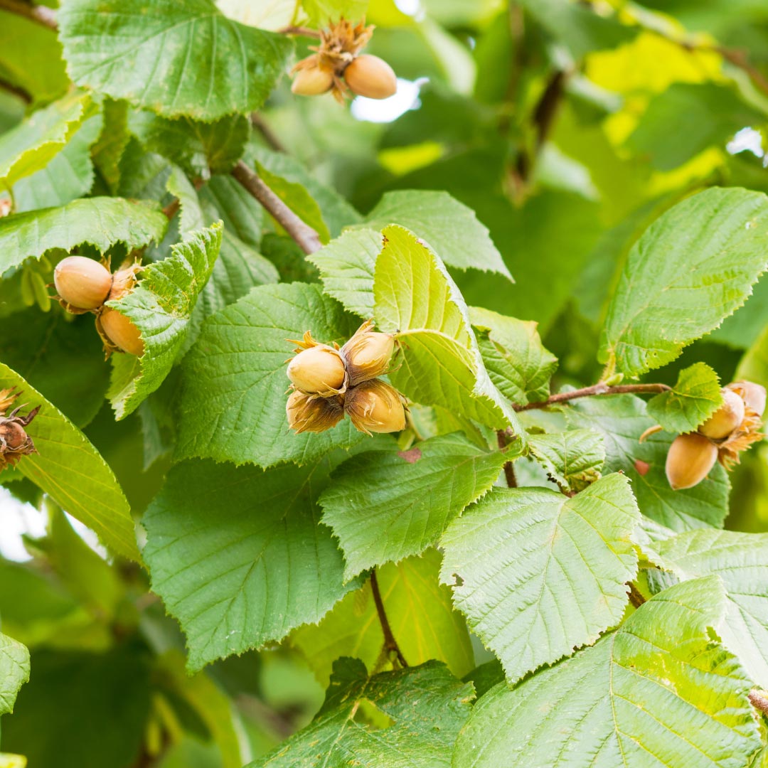Corylus avellana