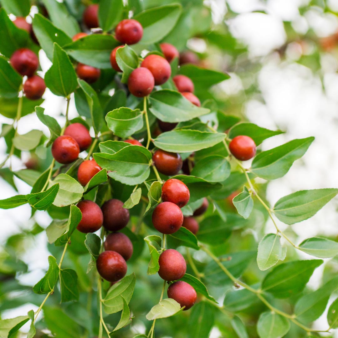 Simmondsia chinensis - Elliotti