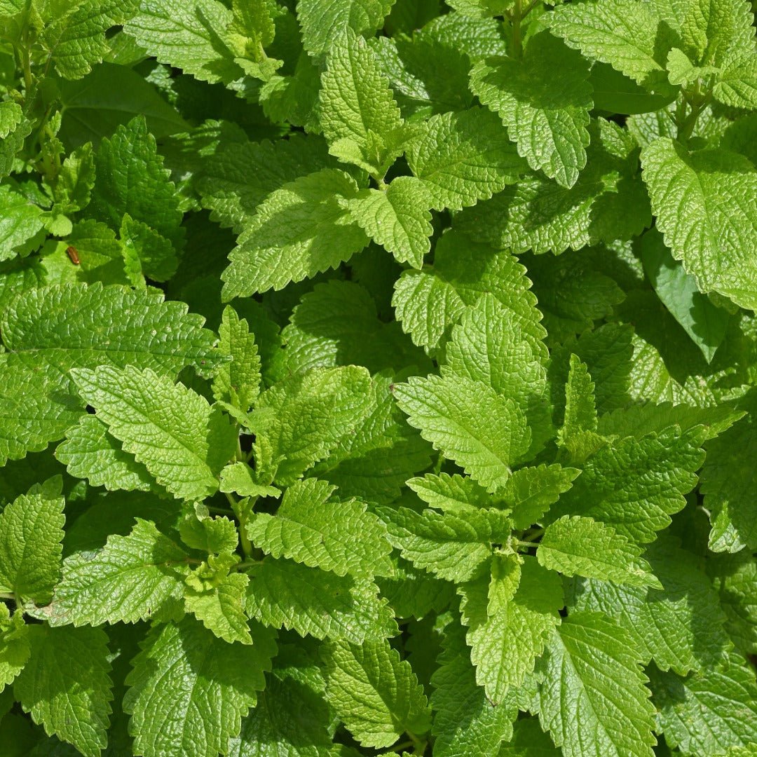 Herbiolys Lemon Balm (Melissa) Organic Fresh Extract, 50ml - Elliotti