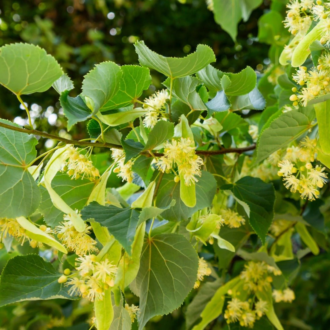 Bioptimal Linden Bracts Organic Infusion, 35g - Elliotti