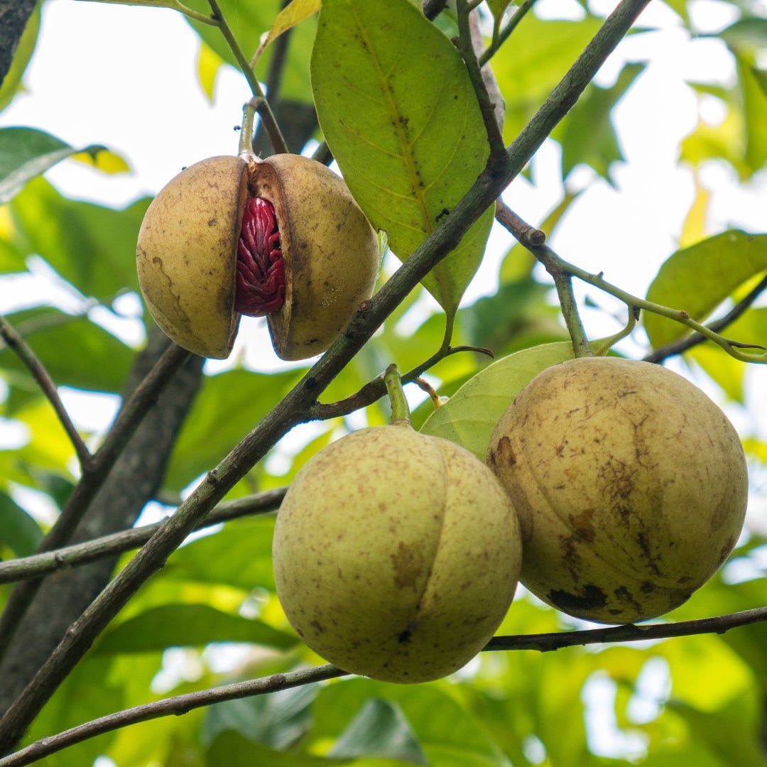 Propos'Nature Nutmeg Organic Essential Oil, 10ml - Elliotti