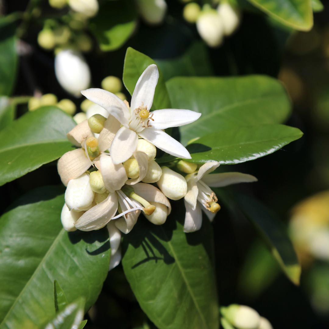 Essenciagua Orange Blossom (Neroli) Organic Hydrosol, 250ml - Elliotti