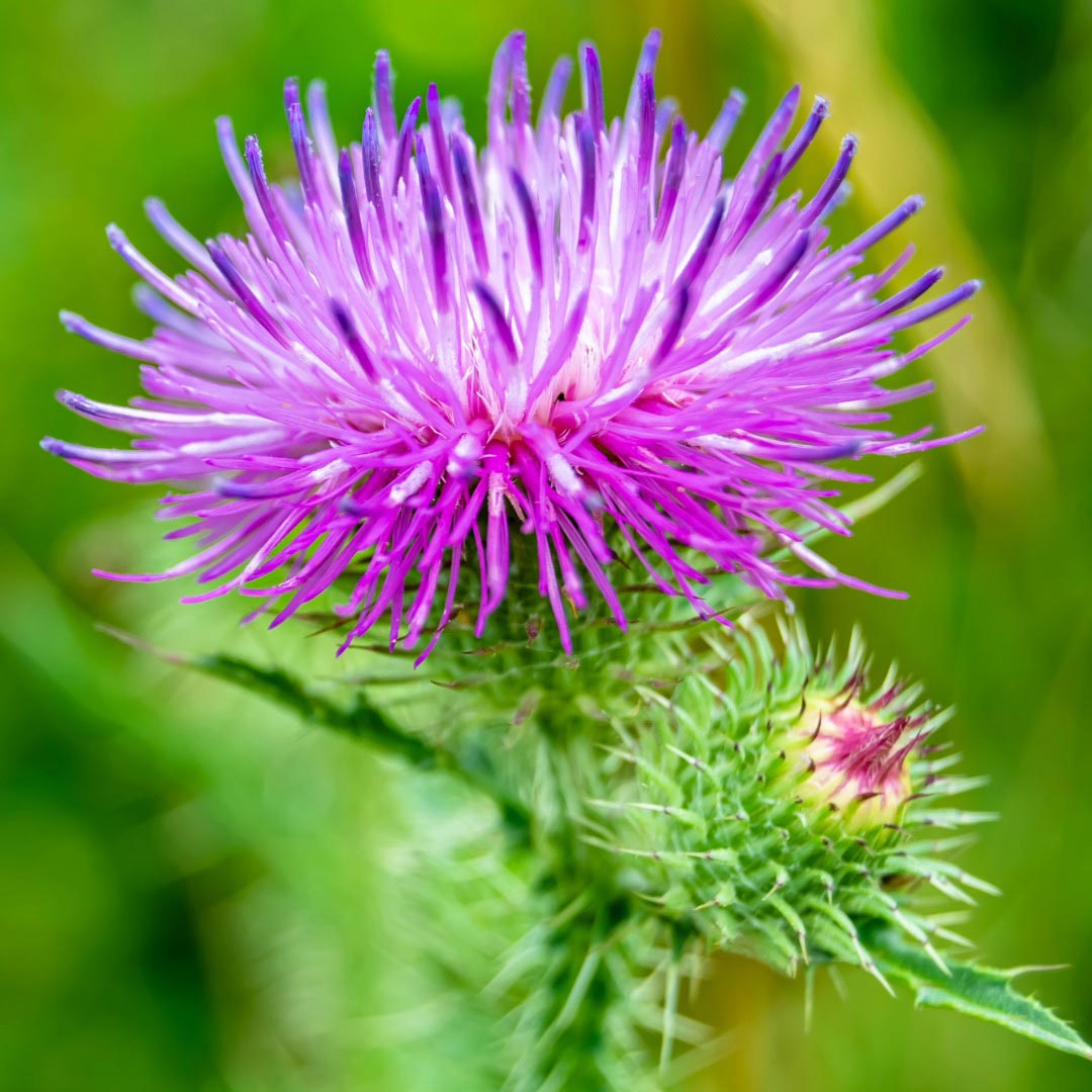 Flower of Organic Burdock - Elliotti