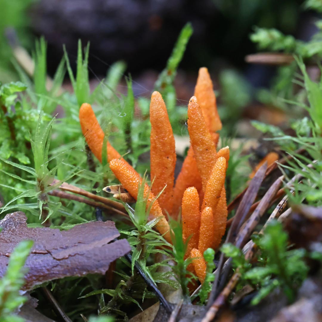 Adaptitude Organic Cordyceps Extract, 50 ml - Elliotti