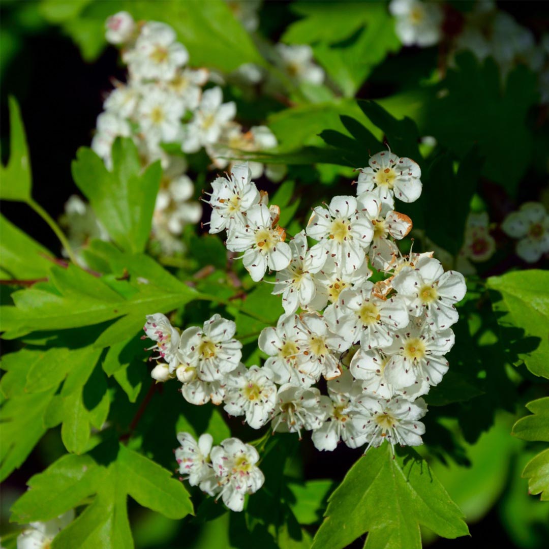 Bioptimal Organic Hawthorne, 200 capsules - Elliotti