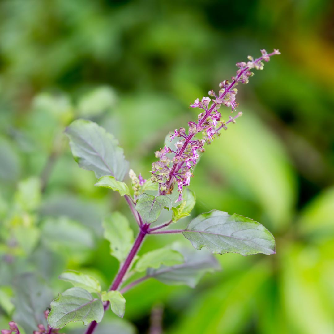 Adaptitude Organic Tulsi Extract - Holy Basil, 50 ml - Elliotti