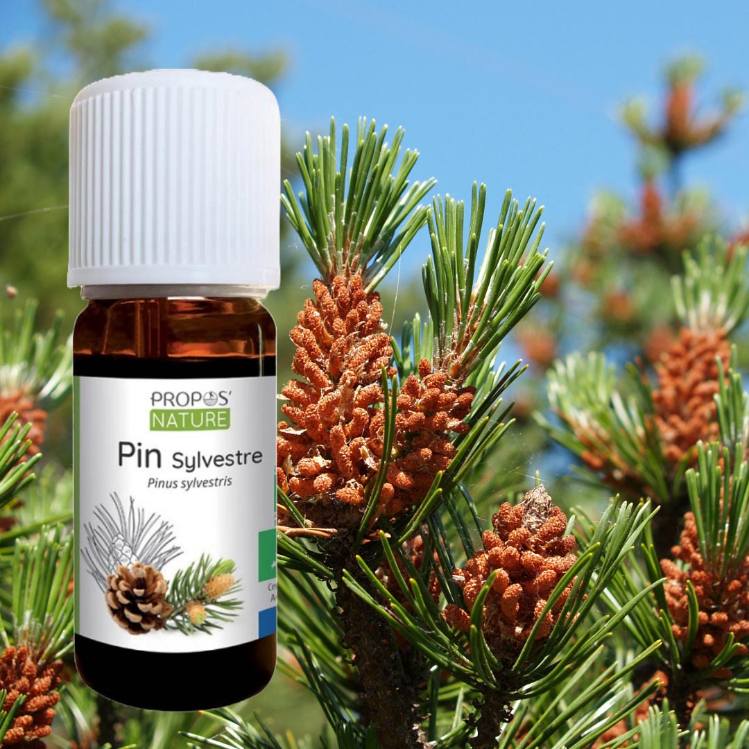 Propos'Nature Pine Scots Organic Essential Oil, 10ml - Elliotti