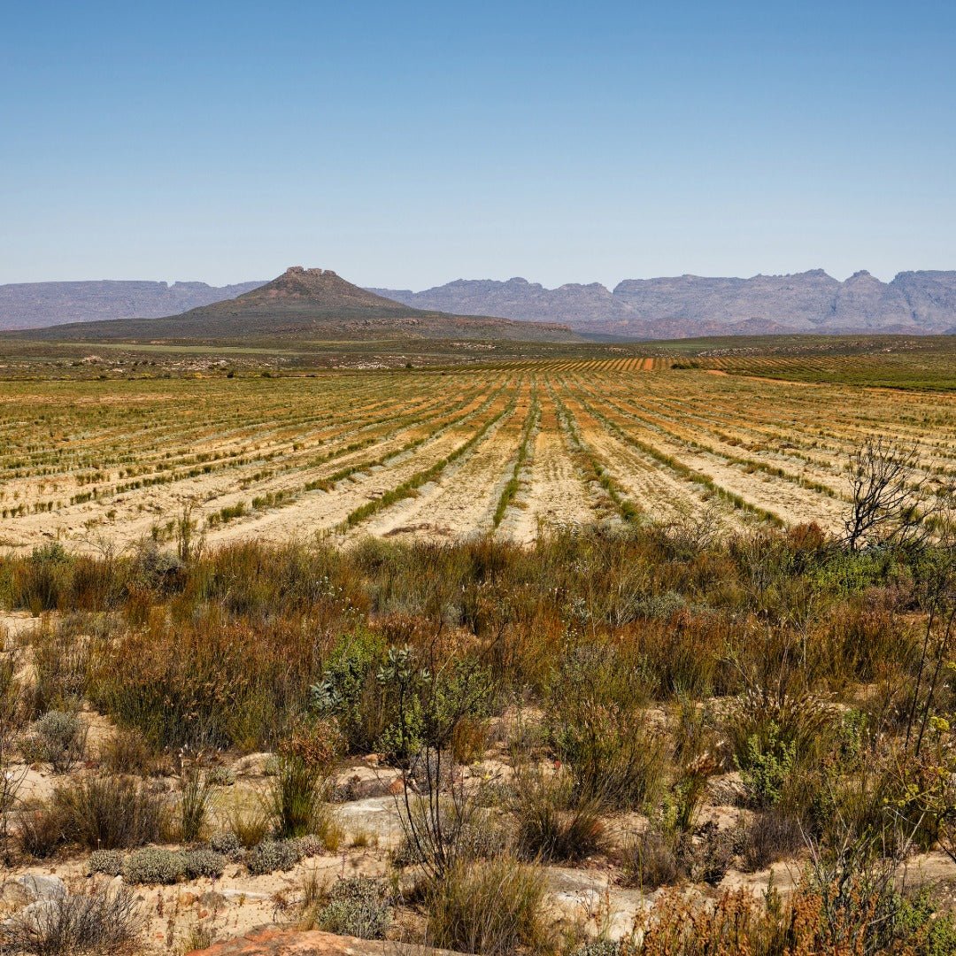 Bioptimal Rooibos Organic Infusion - Elliotti