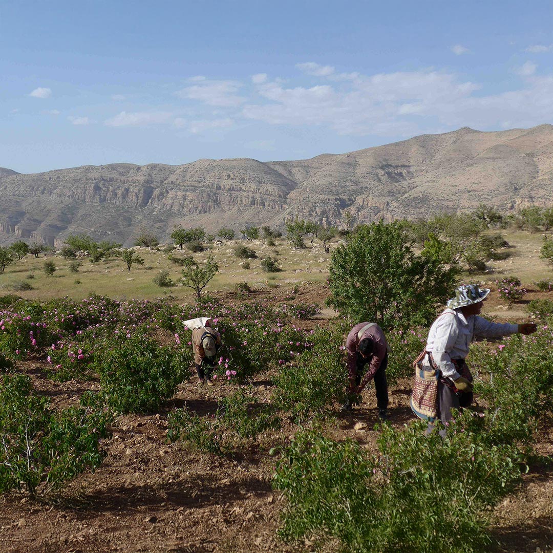 Essenciagua Rose Damask Organic Hydrosol, 250ml - Elliotti