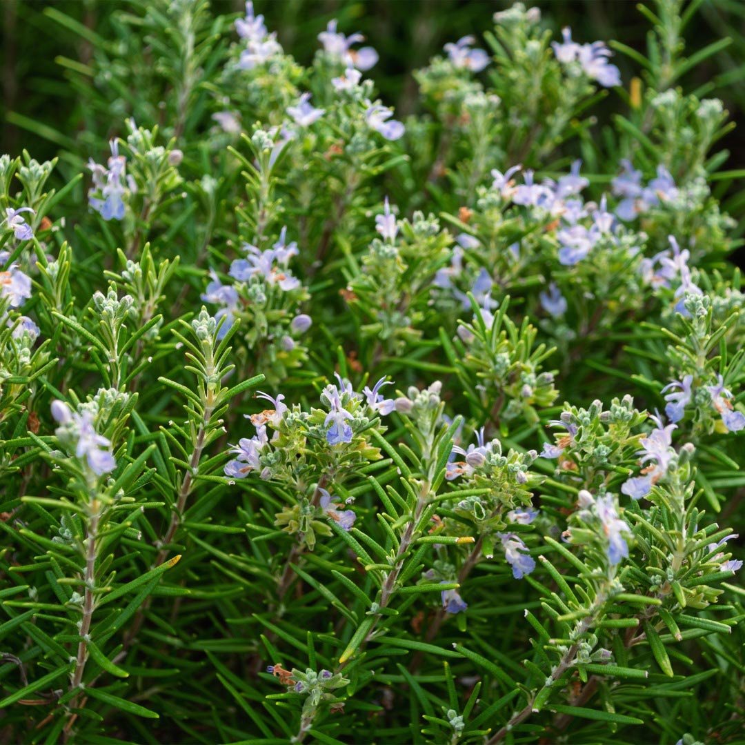 Propos'Nature Rosemary Cineole Organic Essential Oil, 10 ml - Elliotti