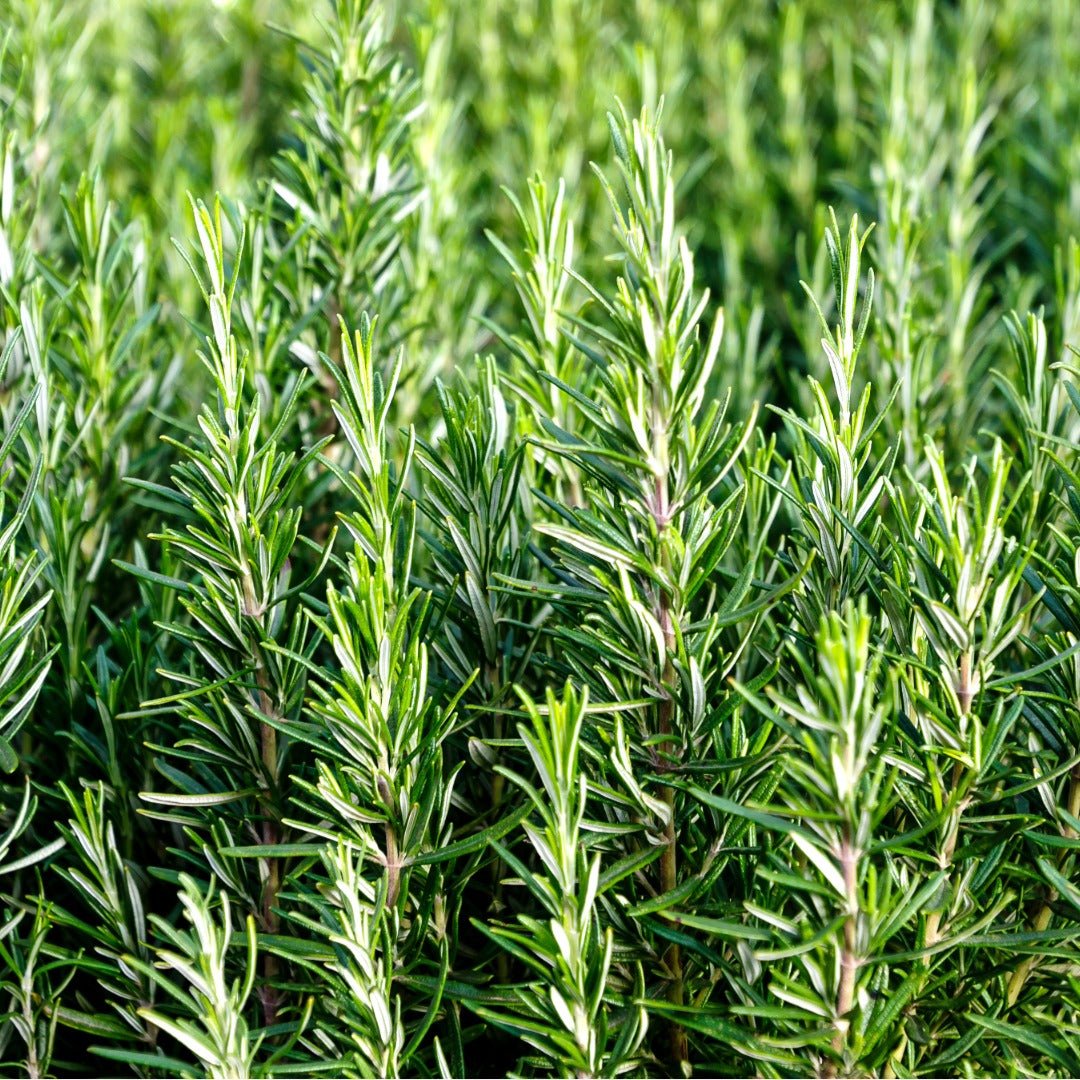 Bioptimal Rosemary Organic Infusion - Elliotti