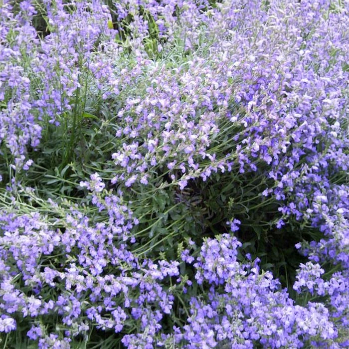 Essenciagua Sage Organic Hydrosol, 250ml - Elliotti