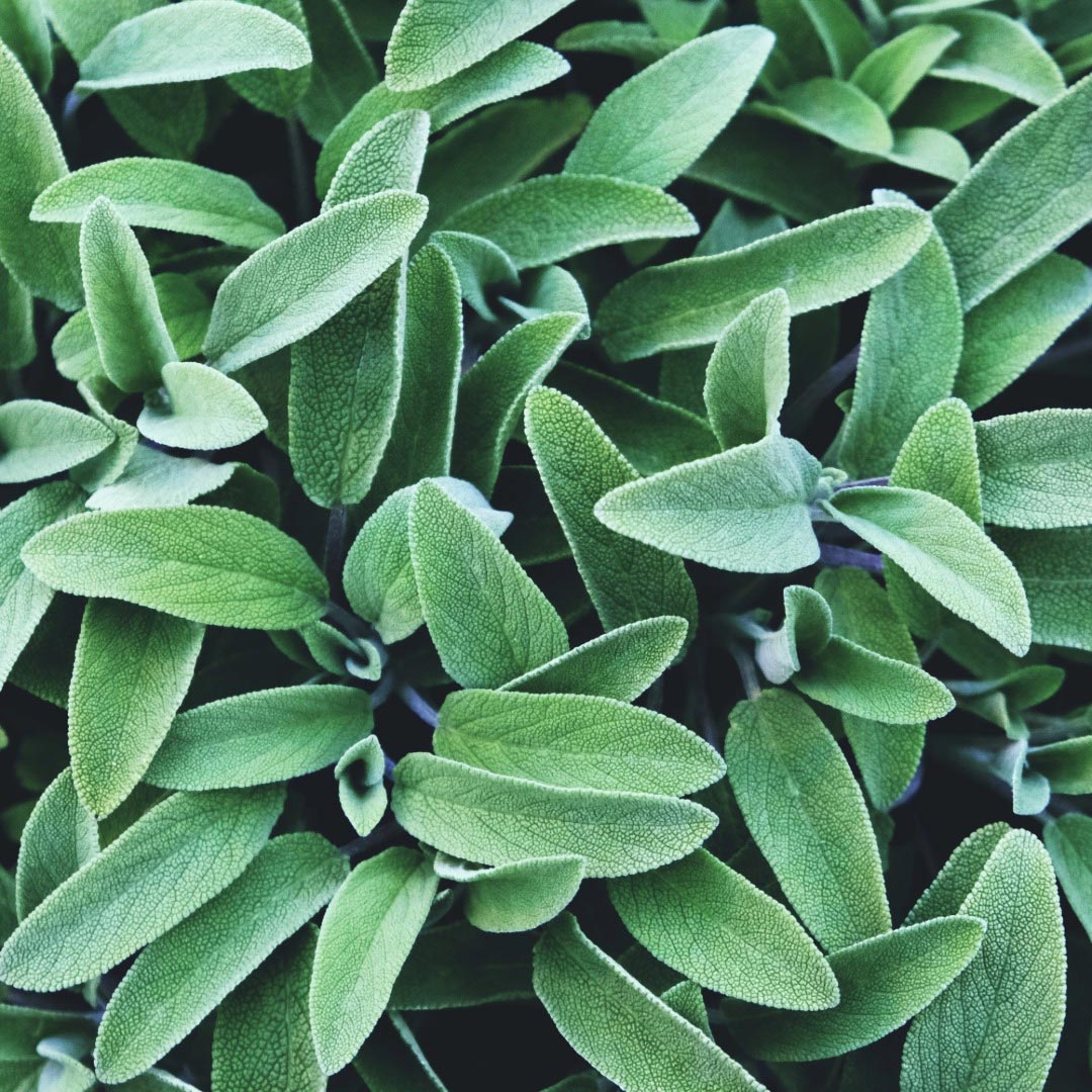 Sage officinalis plant