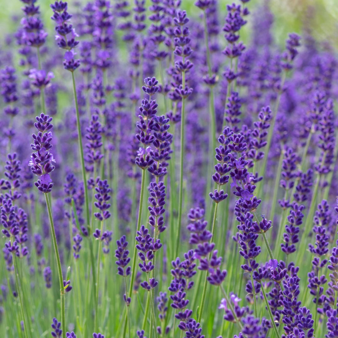 True Lavender - Elliotti